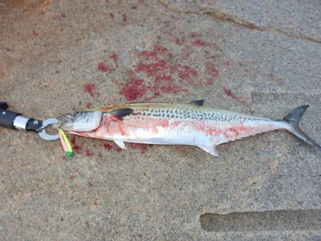 ベイト‼潮目‼ボイル‼【20251102】